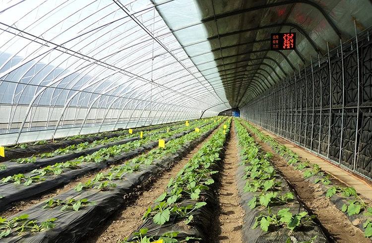 室內作物750.jpg 室內作物750.jpg