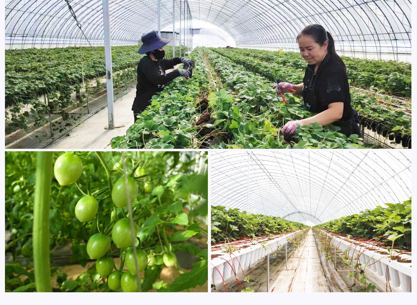 石拐區現代智慧設施農業產業園_08.jpg 石拐區現代智慧設施農業產業園_08.jpg