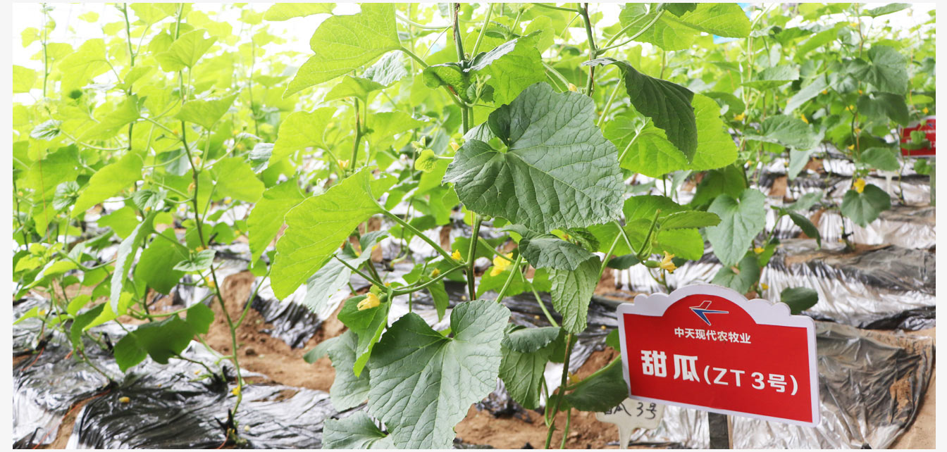 準(zhǔn)格爾旗現(xiàn)代智慧設(shè)施農(nóng)業(yè)產(chǎn)業(yè)園_21.jpg 準(zhǔn)格爾旗現(xiàn)代智慧設(shè)施農(nóng)業(yè)產(chǎn)業(yè)園_21.jpg