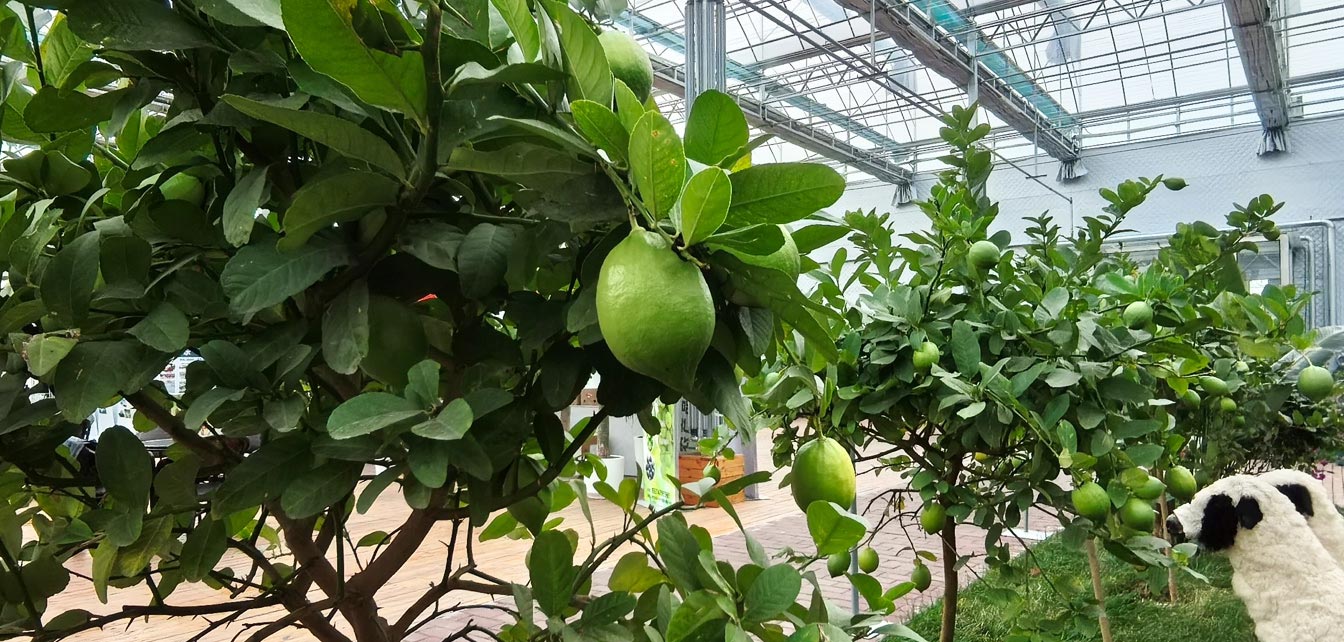 自治區綠色優質果蔬展銷中心psd-恢復的_23.jpg 自治區綠色優質果蔬展銷中心psd-恢復的_23.jpg